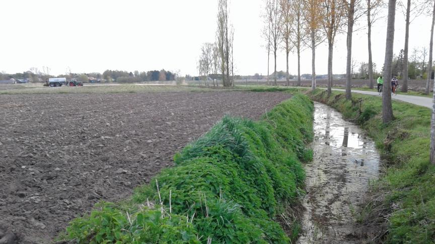 Als je een perceel met een nitraatgevoelige hoofdteelt in gebiedstype 2 of 3 langs een waterloop hebt, moet je dit jaar een beschermingsstrook van 5 m met een niet-nitraatgevoelige hoofdteelt of spontane vegetatie aanleggen.