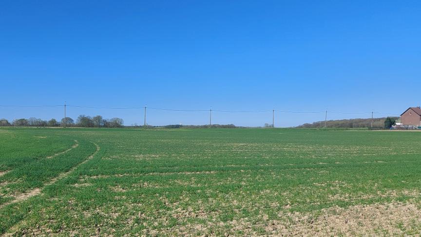 Doorgaans zitten de wintertarwepercelen tussen uitstoeling tot oprichten.