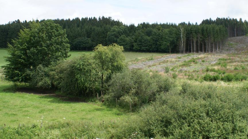 Het voorkooprecht wordt van de pachter ontnomen als het pachtgoed wordt aangekocht door een openbare verpachter met het oog op bebossing of opname in een natuurbeheerplan binnen 3 jaar.