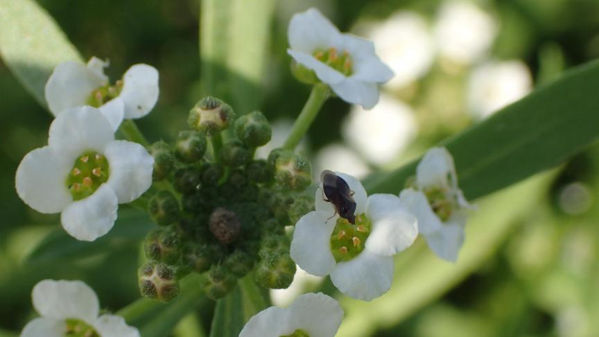 De roofwants Orius majusculus, hier op de bankerplant Lobularia maritima, kan je inzetten om bladtripsen te beheersen.
