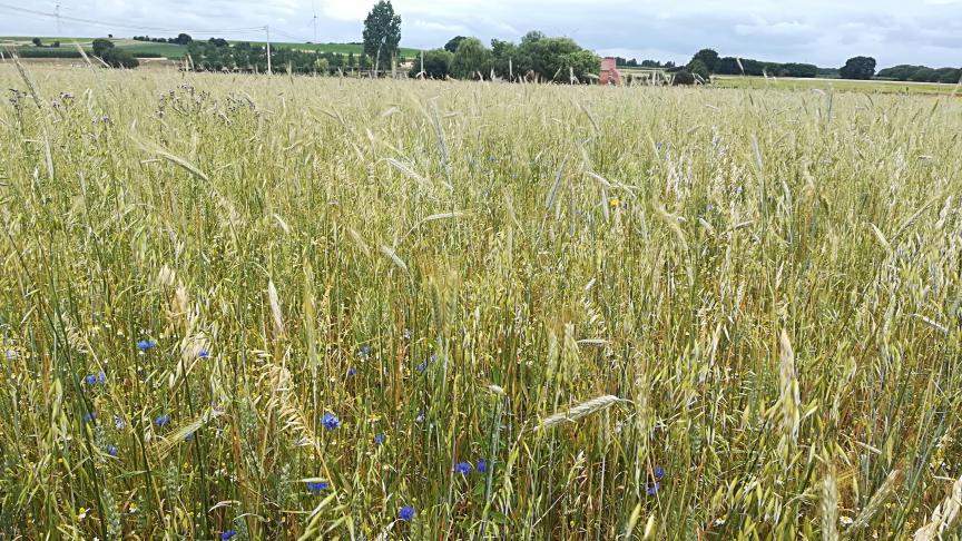 Landbouwers sluiten vooral overeenkomsten af voor vogelvoedselgewassen, waarbij percelen worden ingezaaid met een mengsel van kruiden en zaaddragende gewassen die niet geoogst worden.