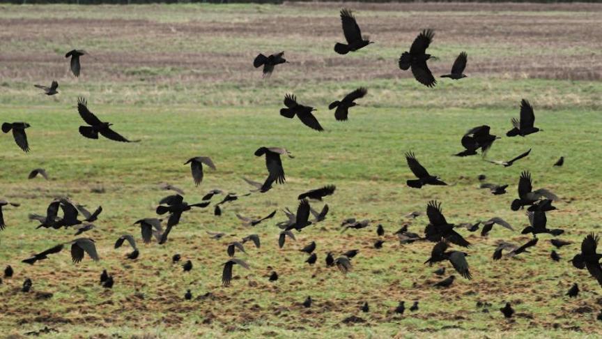 Ecologisch adviesbureau Landmax zoekt maïs- en perentelers om de impact van de schade die kraaiachtigen aan landbouwgewassen aanrichten in beeld te brengen.