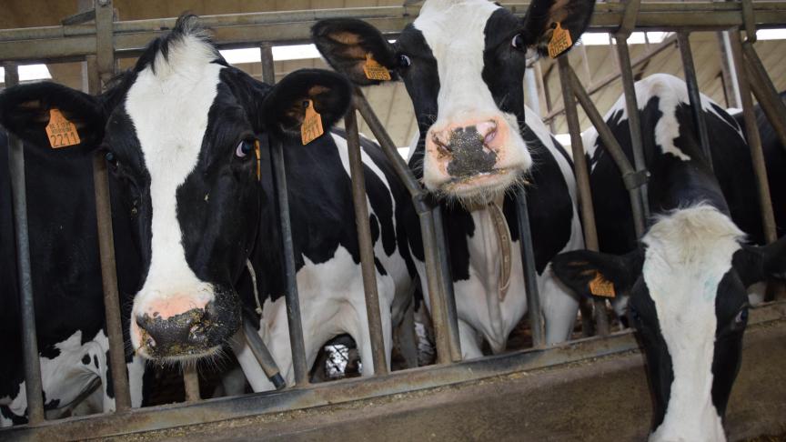 Het kan niet de bedoeling zijn om élke verplaatsting van dieren teregistreren en door te geven aan de overheid.