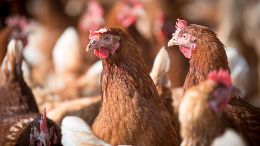 Het USDA heeft een budget van omgerekend 88 miljoen euro beschikbaar voor bedrijven die vogelgriep bij pluimvee kunnen helpen voorkomen of behandelen en voor het ontwikkelen van vaccins tegen vogelgriep bij pluimvee.