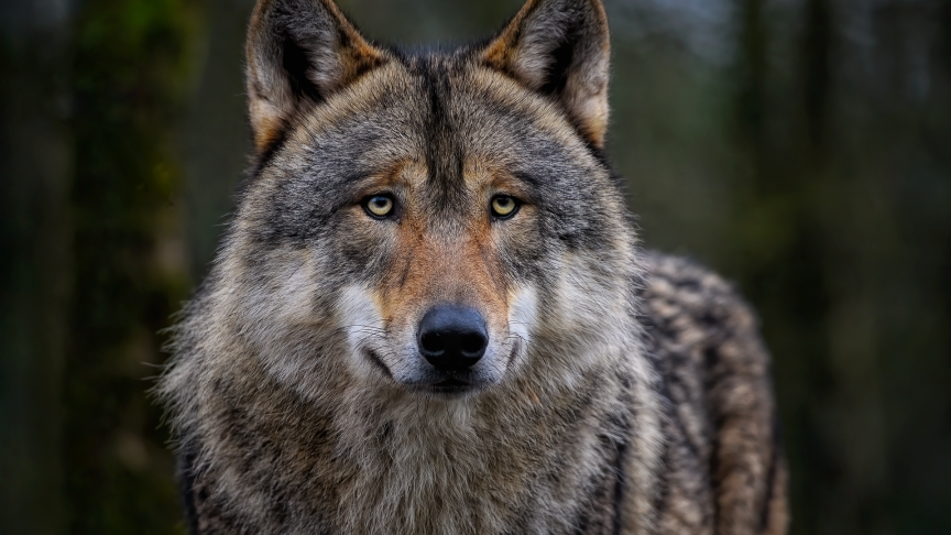 De groeiende wolvenpopulaties zorgen in sommige regio’s voor problemen, ook in Limburg. Door de beschermingsstatus te versoepelen, luisteren we naar de vele zorgen van landbouwers en inwoners, zegt Wouter Beke.