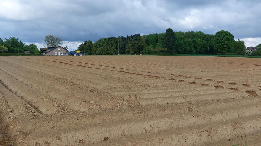 Door de droge weersomstandigheden zal de onkruidbestrijding in aardappelen vermoedelijk niet perfect zijn.
