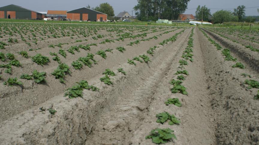 Je verzamelaanvraag wijzigen kan nog tot uiterlijk 31 mei via het e-loket www.landbouwvlaanderen.be.