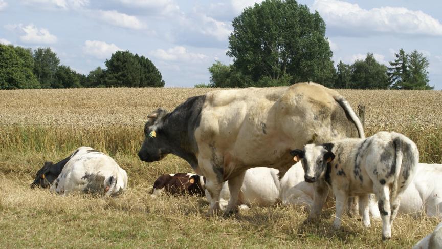 De prijzen voor witblauwe stieren stijgen volgens Coevia sterk.