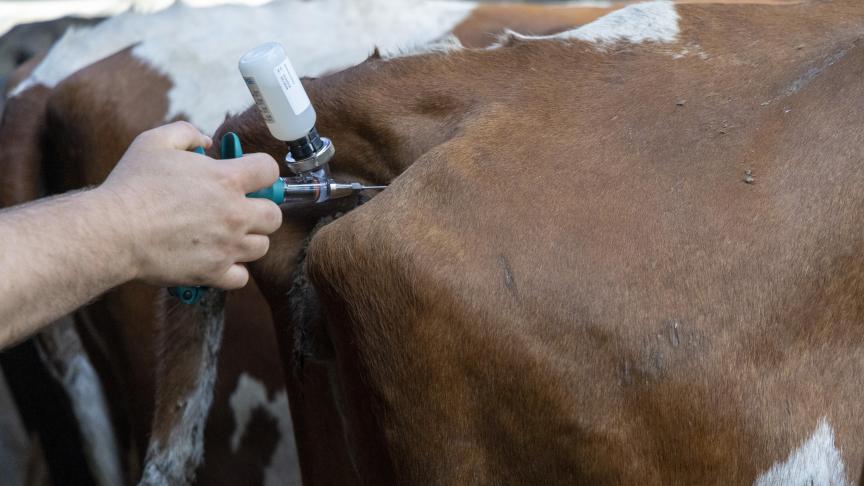 De verschuiving van de deadline van de vaccinatiecampagne roept veel vragen op in het veld.