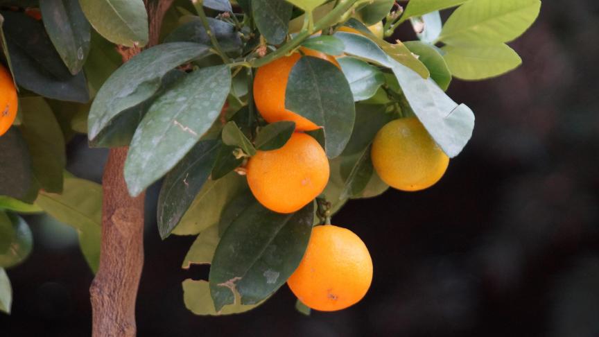 Een citrusboompje op het terras zorgt voor een instant zuiders sfeertje.