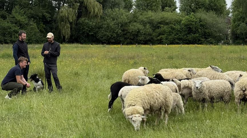 Herders Frederik en Bruno (staand) met schepen Bram Van Braeckevelt en een deel van de kudde schapen die voor stad Gent worden ingezet.