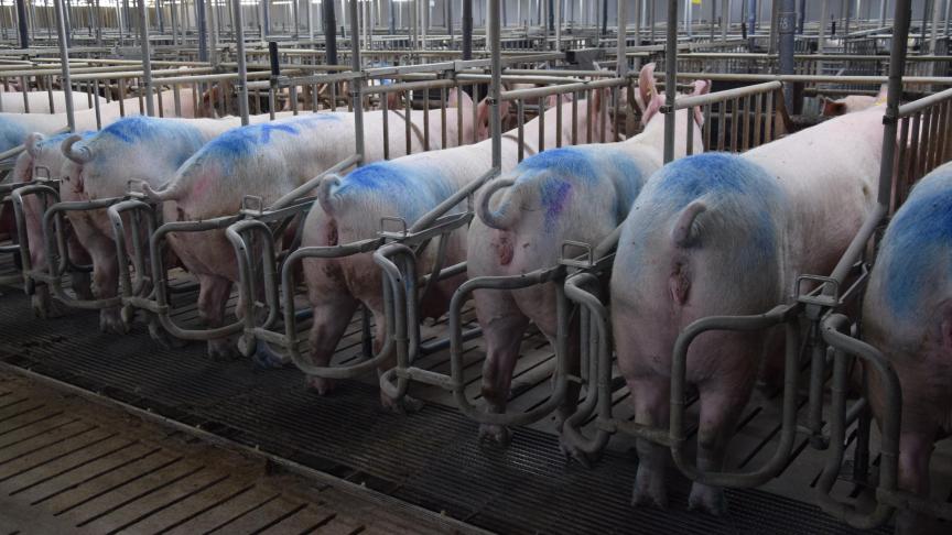 Met het Veepeiler-project ‘Wormbesmetting bij zeugen’ wil DGZ inzicht krijgen in de situatie op Vlaamse zeugenbedrijven.