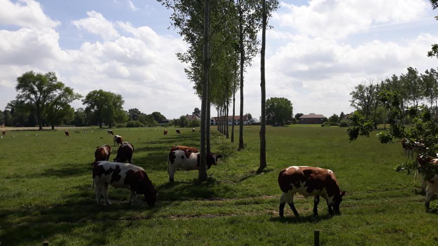 Natuurlijke beschutting vergt de juiste keuze van bomen of struiken.