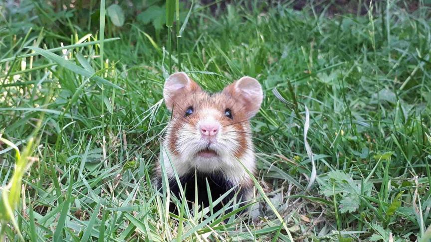 Ondanks de aanzienlijke inspanningen die voor de hamster werden gedaan, leidde dit niet tot het gewenste resultaat op het terrein.