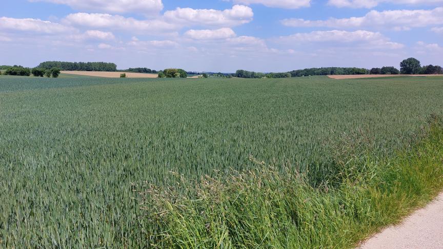 Wintertarwe dient opgevolgd te worden voor de aarbescherming en bladluisbestrijding.