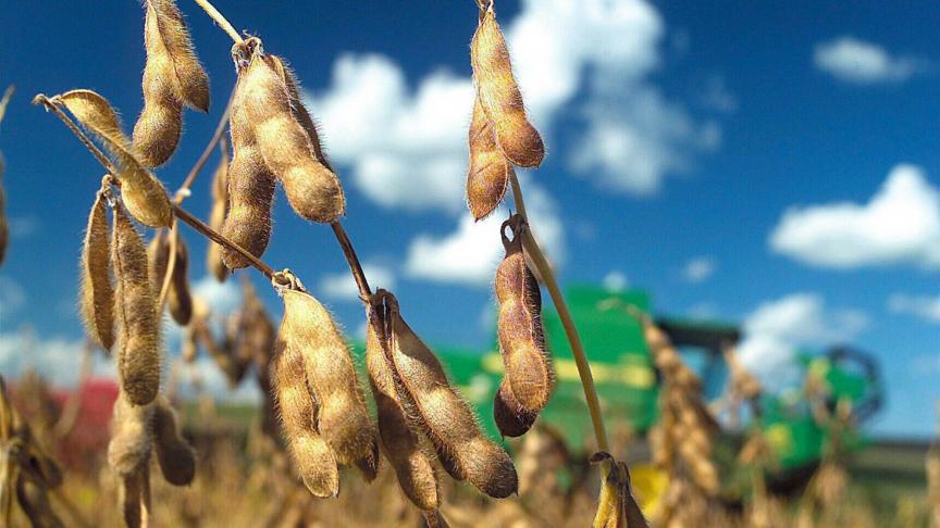 De wereldwijde sojaproductie zal naar verwachting met bijna 6 miljoen ton stijgen tot bijna 427 miljoen ton door een grotere oogst in Brazilië.