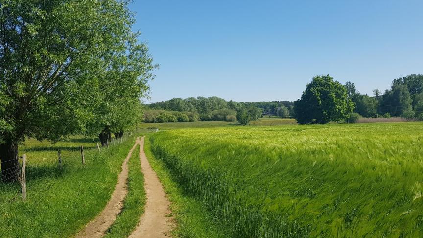 Volgens Belplant moet de toolbox van landbouwers om ziekten en plagen onder controle te houden gevuld blijven met realistische oplossingen.