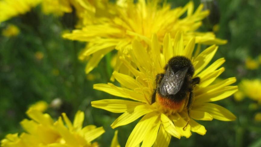 Het Europese project 'PolliConnect' voorziet 7,1 miljoen euro om het verlies van populaties van stuivende insecten tegen te gaan.