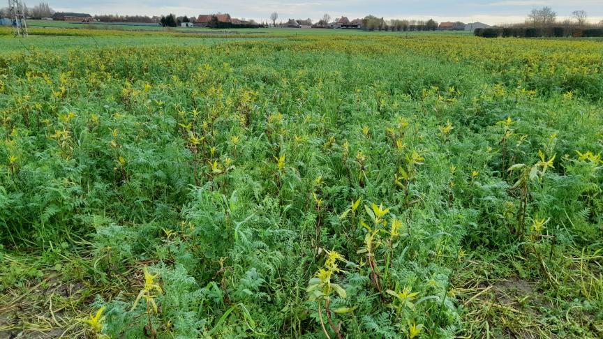 Een complex groenbemestermengsel: Japanse haver, phacelia, Niger, zomerwikke, zomerveldboon en Alexandrijnse klaver.
