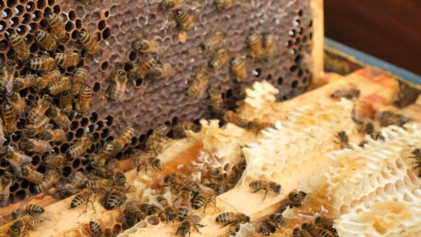 De varroamijt, de Aziatische hoornaar en het natte en koude voorjaar in 2024 zijn oorzaken van verhoogde sterfte van bijenkolonies.