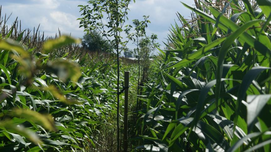 Boeren kunnen een subsidie aanvragen voor de aanplant van een boslandbouwsysteem bij het Agentschap Landbouw en Zeevisserij.