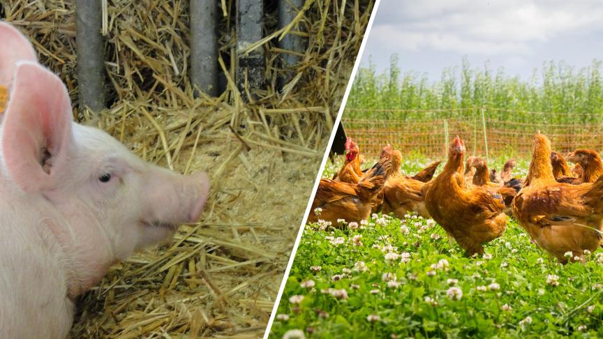 Het Bowie trajectheeft de ambitie om een wetenschappelijk onderbouwde aanpak voor ammoniakreductie te leveren voor varkens- en pluimveehouderijen.