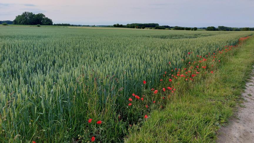 Het LCG waarschuwt dat op de aren van tarwe in bepaalde regio’s bladluizen worden waargenomen.