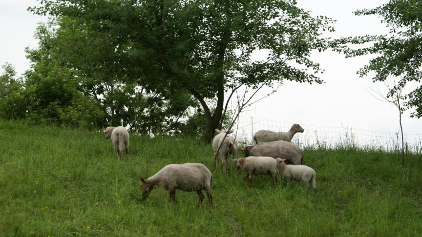 Runderen en schapen die vóór 1 januari 2025 zijn geboren, moeten volledig gevaccineerd zijn om in aanmerking te komen voor subsidies.