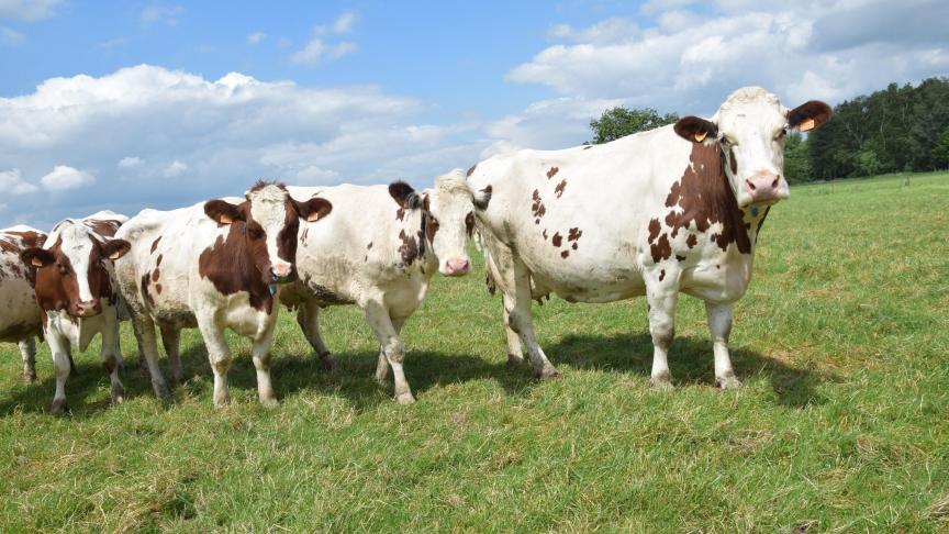 FarmFocus is een uiterst objectieve bedrijfsrisicoanalyse, die niet alleen naar de koeien kijkt, maar ook naar alles wat daarrond zit en het succes van het bedrijf bepaalt.