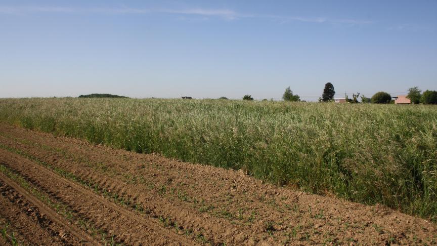 Gras zoals het nu - half juni - gemaaid wordt. Een later bloeistadium bevat meer celstof en is dus beter geschikt voor het doorsneehobbypaard of de doorsneepony.