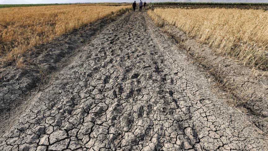 Zelfs als de landbouwpraktijken worden aangepast, zal de opbrengst van 6 belangrijke gewassen met een kwart afnemen.