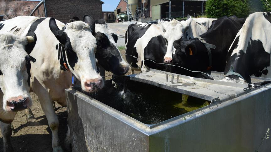Zorg voor voldoende drinkwaterpunten met proper water, zowel in de stal als op de weide.
