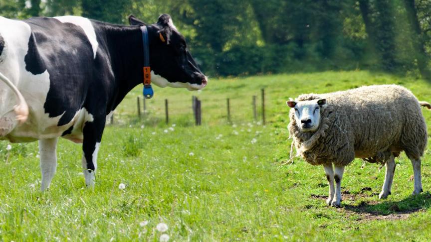Frankrijk heeft de beperkende maatregelen voor het vervoer van Belgische runderen, schapen en geiten in verband met blauwtong opgeheven.