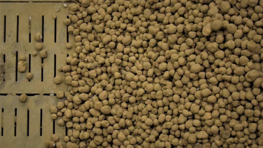 De prijs van aardappelen op de vrije markt is gedaald naar 50 euro per ton, of het laagste prijsniveau in jaren.
