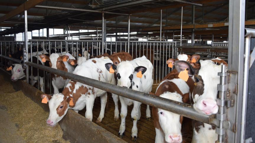De nieuwe wetgeving om antibacteriële resistentie te voorkomen is momenteel enkel van toepassing voor varkens, vleeskippen, leghennen en vleeskalveren.