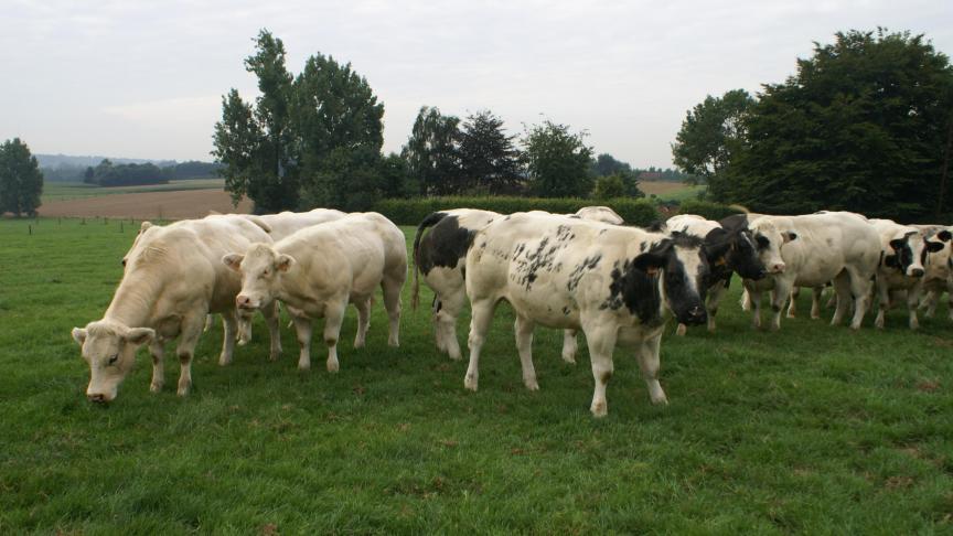 De prijzen voor witblauwe runderen blijven volgens Coevia stabiel.