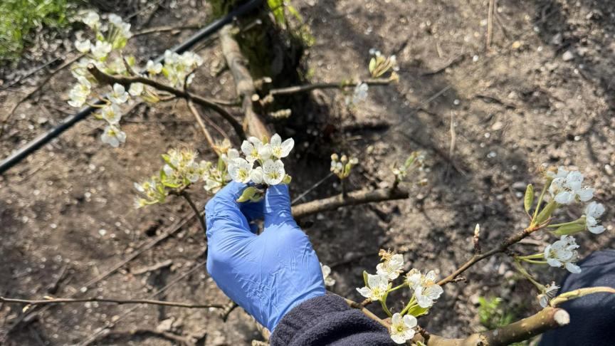 Sinds 2023 voert de Nationale Opsporingseenheid (NOE) van het FAVV onderzoek naar het illegale gebruik van streptomycine in de perenteelt.