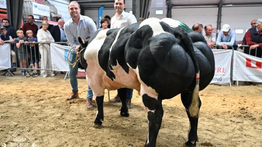 Tresor van Willecomme (Ronaldo), kampioen bij de stieren van Luc David (Tielt).