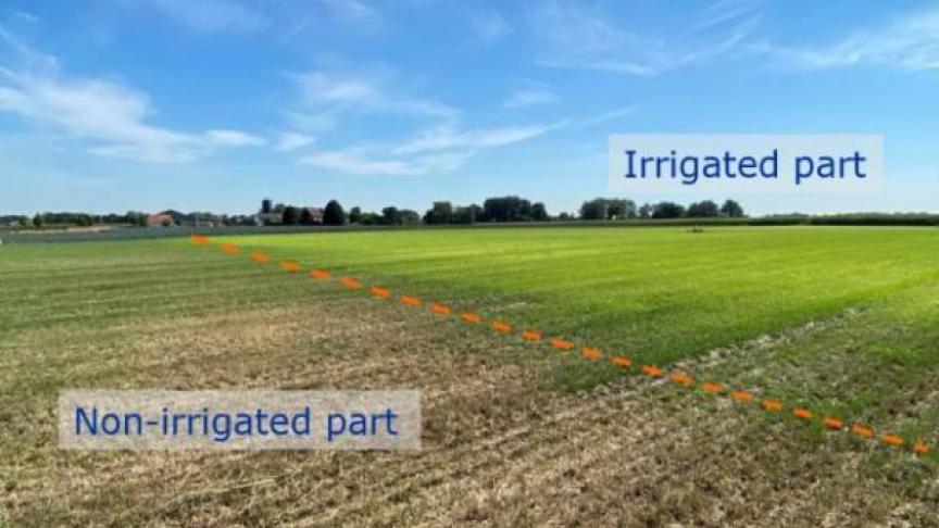 Tijdens de droge zomer van 2022 was het gras veel groener op het deel van het veld waar de onderzoekers subirrigeren met gezuiverd afvalwater.