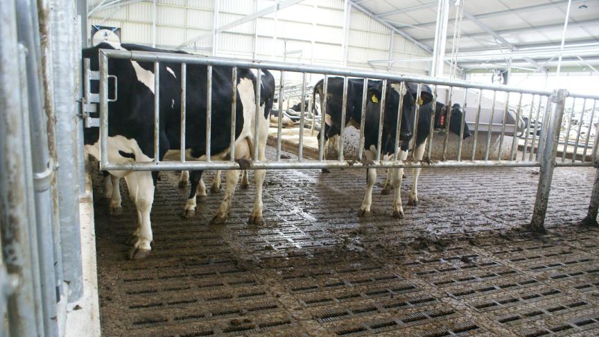 Heb je een idee voor een nieuwe manier om stikstofemissies te doen dalen in de melkveehouderij? Vul dan de bevraging van project Rammonia in.