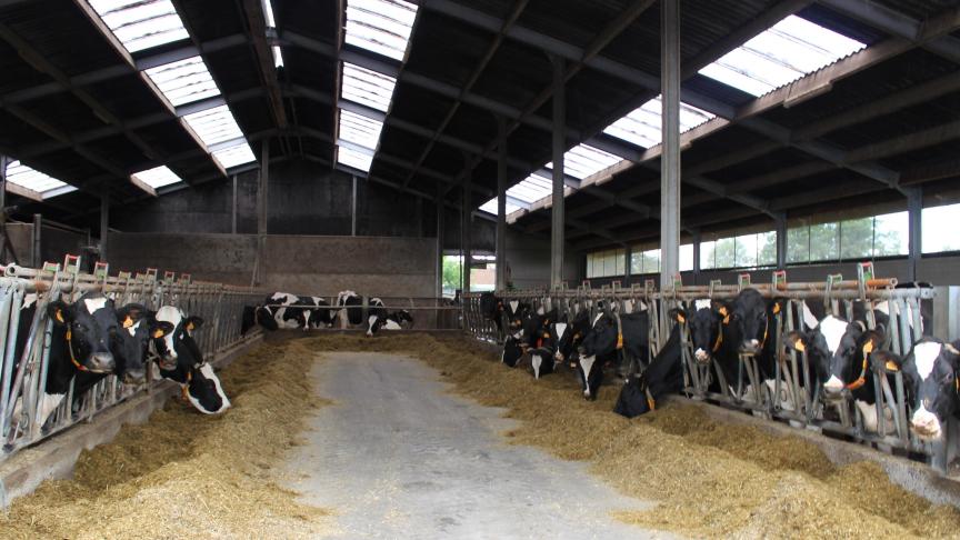 In een eerste fase zal RefWel focussen op de 3 grootste categorieën van landbouwdieren in Vlaanderen: pluimvee, rundvee en varken.