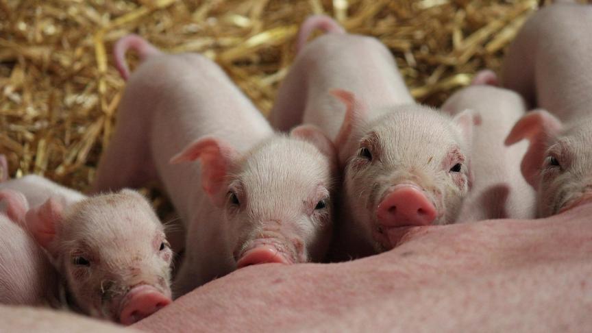 De parvovariant die gevonden is bij de Nederlandse biggen lijkt genetisch het meest op een parvovirus dat in 2012 is gevonden in enkele monsters van ontlasting van vossen in Nederland.