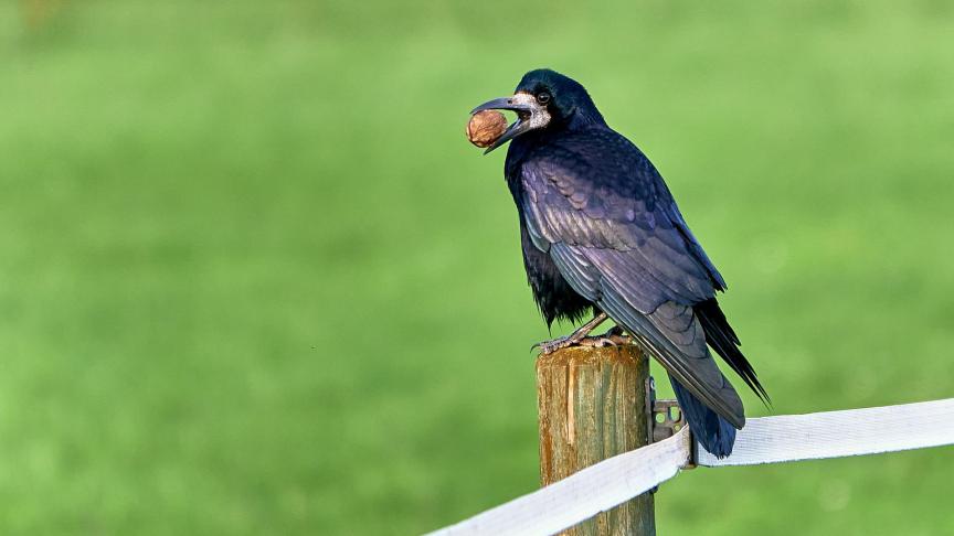 Vooral de zwarte kraai en de kauw veroorzaken schade, zeker waar ze in grote concentraties voorkomen.