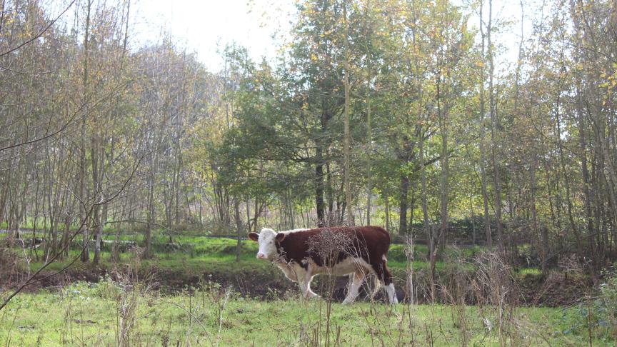 “De vrijwaring van het agrarische gebied van aankopen voor natuur en bos was belangrijk tijdens de boerenprotesten van 2024”, stelt Lode Ceyssens, voorzitter van Boerenbond.