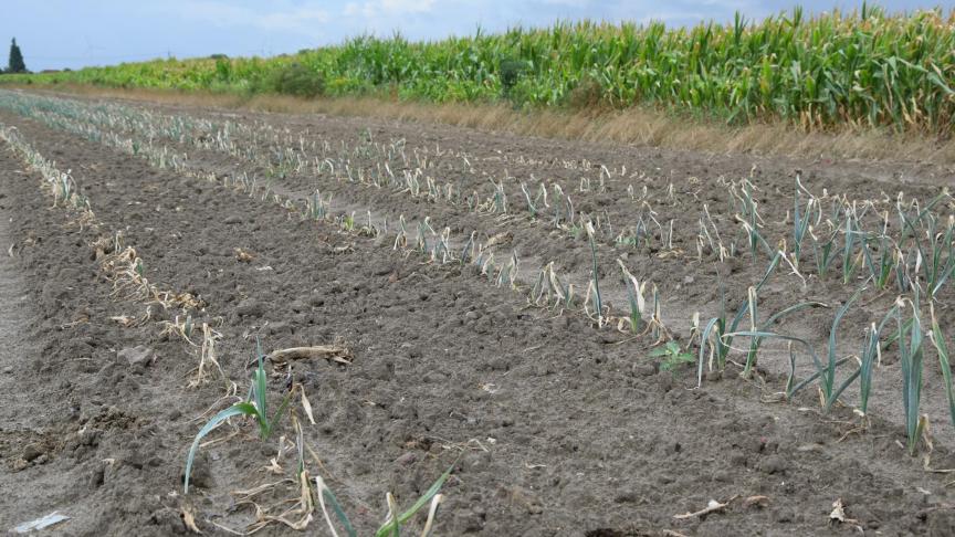 Volgens klimaatexpert Peter Wittoeck staan ons door de klimaatverandering nog meer en langere droogtes, intensere neerslagperiodes, meer bodemerosie en verschuivende plaagdruk te wachten.