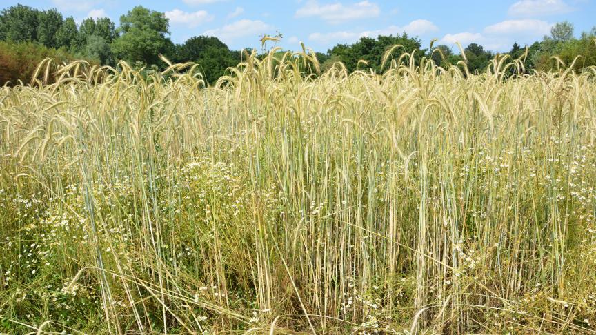 Tot en met 29 september kan je een project indienen dat streeft naar een constructief samengaan van landbouw en natuur.
