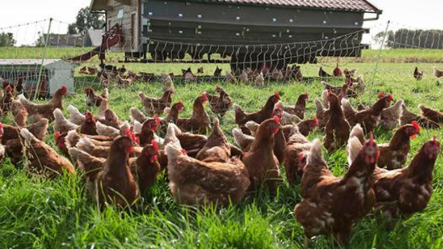 Volgens een nieuw onderzoek bevatten eieren van kleinschalige commerciële pluimveehouders veel minder PFAS dan die van hobbykippenhouders.