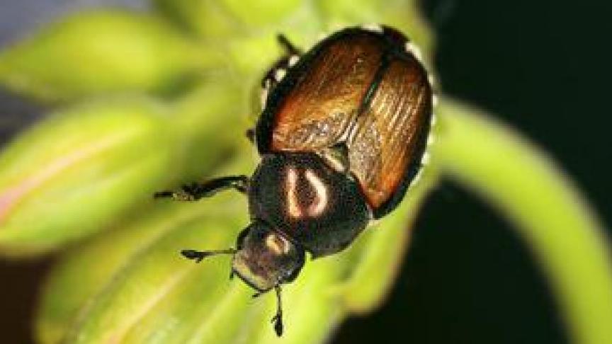 De Japanse kever kan eenenorme ravage aanrichten bij planten.