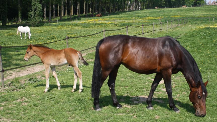 Op een manege in Lokeren is een geval van de besmettelijke paardenziekte equine infectieuze anemie (EIA) vastgesteld.