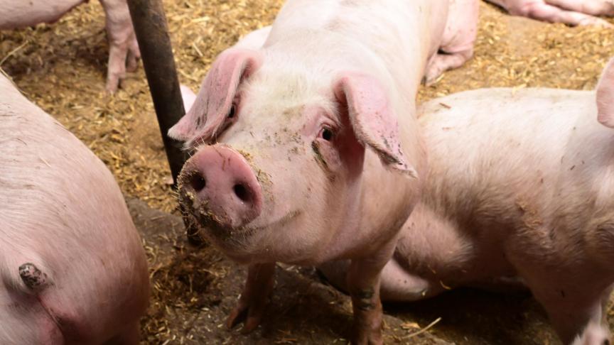 De Ferme de Malfalise heeft haar oude stallen opnieuw ingericht om er 200 varkens in onder te brengen.